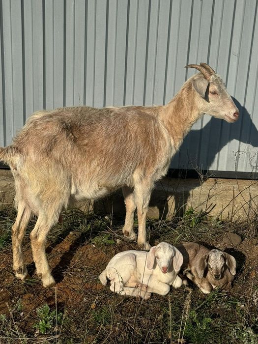 Продам дойную козу