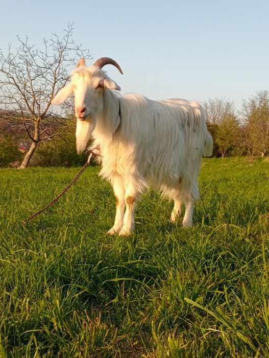 Vând capră bună de lapte
