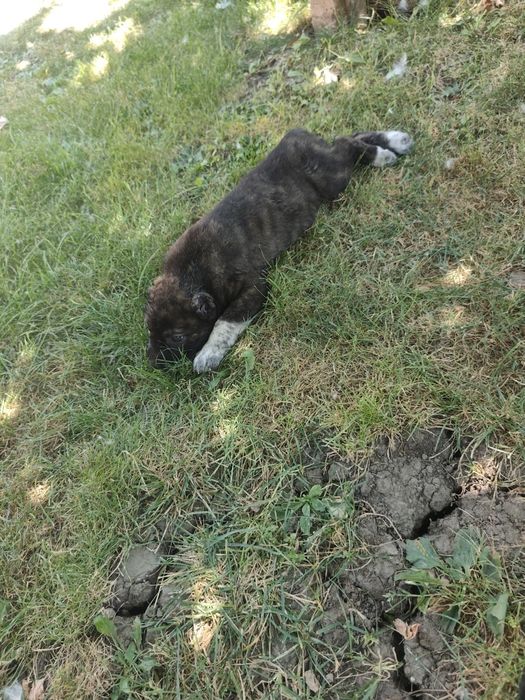 Средноазиатска овчарка