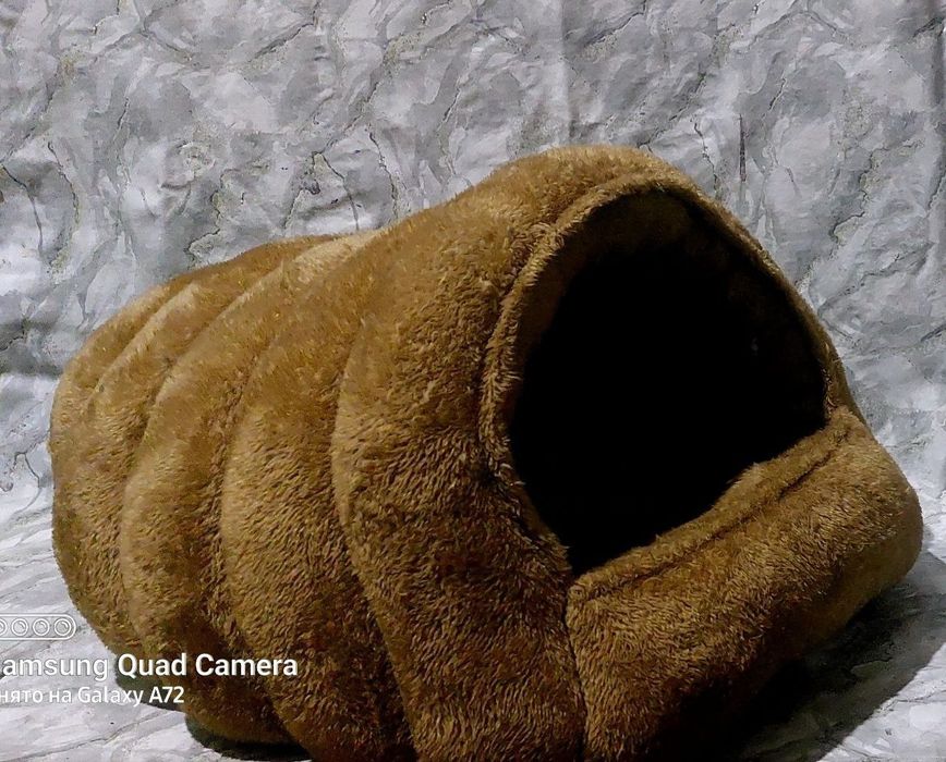 Britanskiy (okras zolotoy shinshilla) ny11