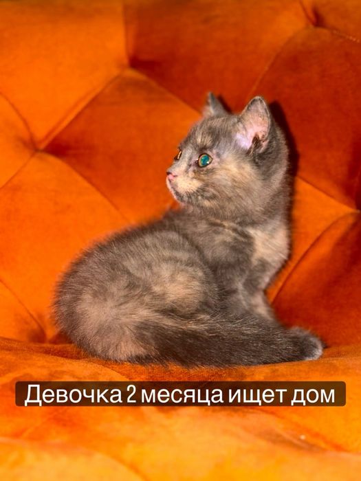 Срочно отдам двух кошечек