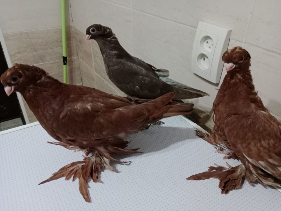 Продам   Голубей