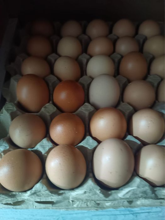 Яйца домашние 10шт 800тг