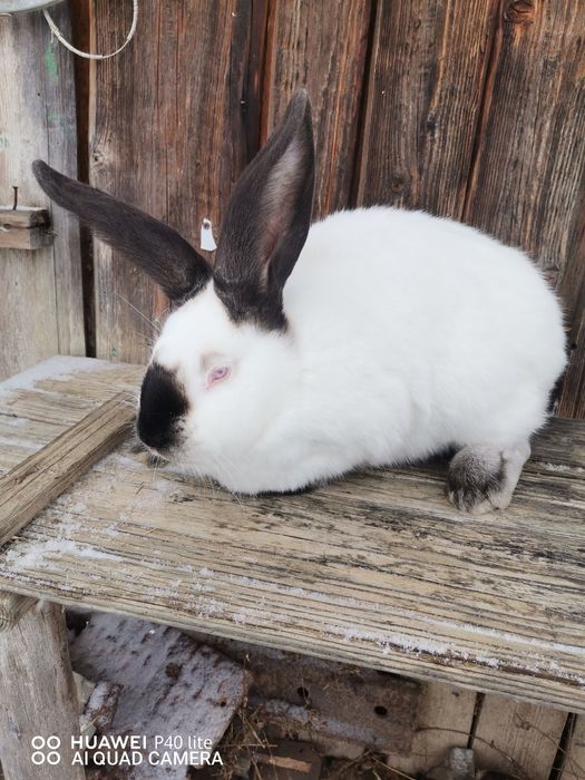 Iepuri uriaş de Transilvania si fluture German