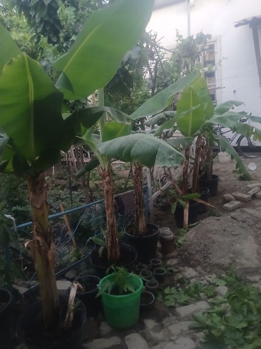 Banan ko‘chatlari sotiladi