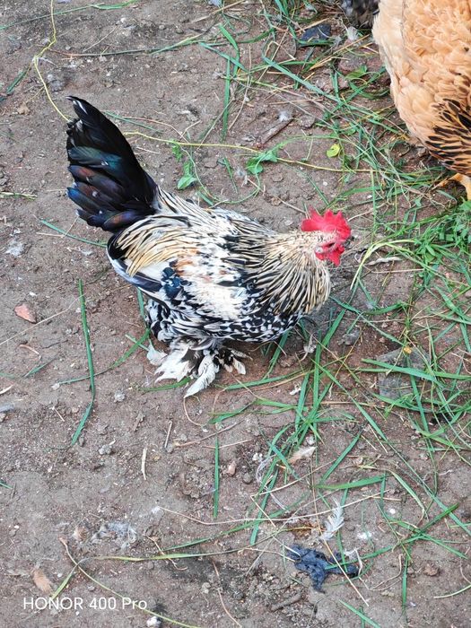 Disponibili cocoși mii de flori