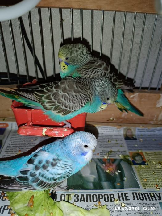 Волнистые молодые забавные