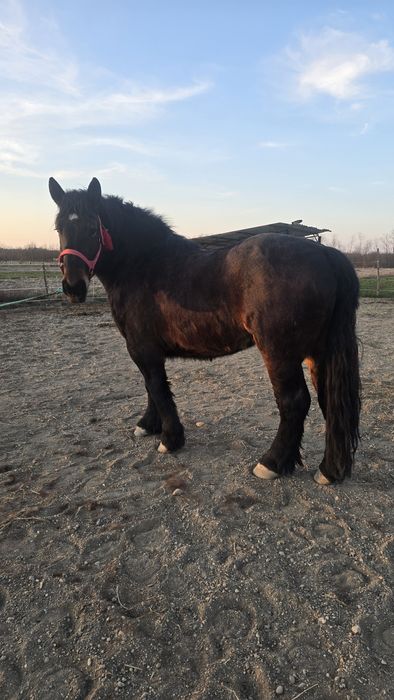 Manză Ardeneză full pedigree