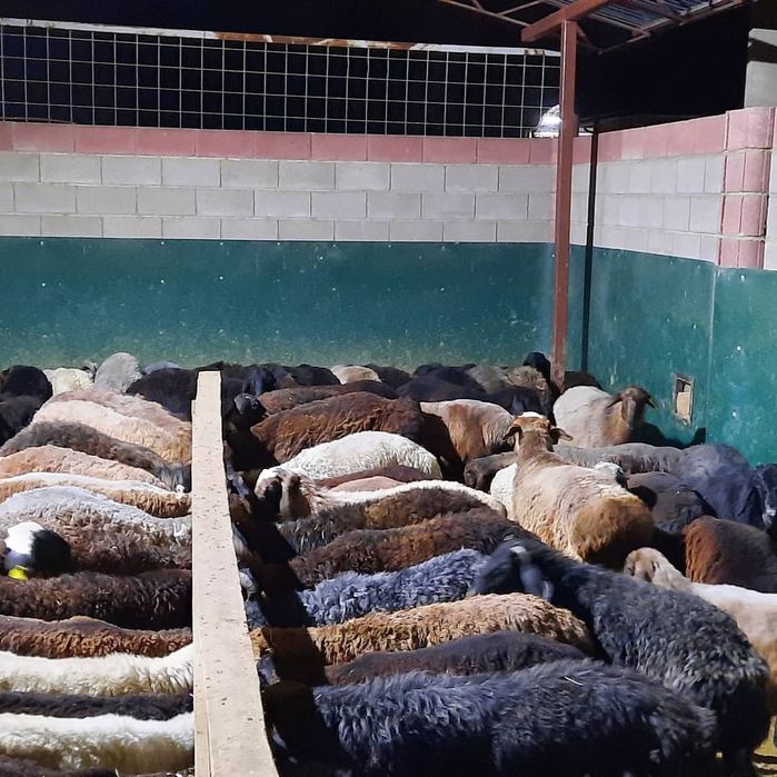 Кой токты тусак кошкар