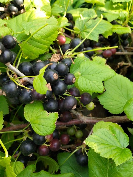 Продам смородину, малину, дачную
