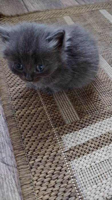 Котята ищут дом.