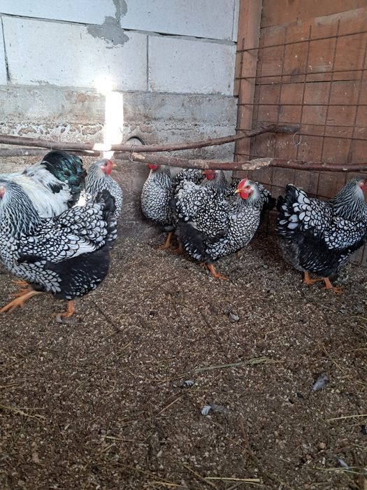 Ouă wiandott argintiu incubat