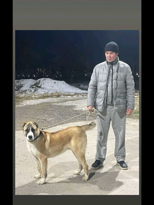 Алабай тобет 7 месяц