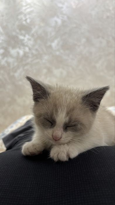 Котенок мальчик в добрые руки
