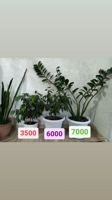 Продаю комнатные цветы