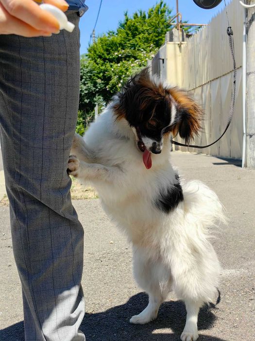 Papillon, mascul,  9 luni