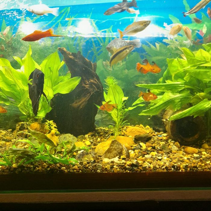 Аквариум 180л и тумба под него