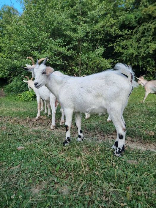 Ieduță Saanen x Nubiană de vânzare sau la schimb