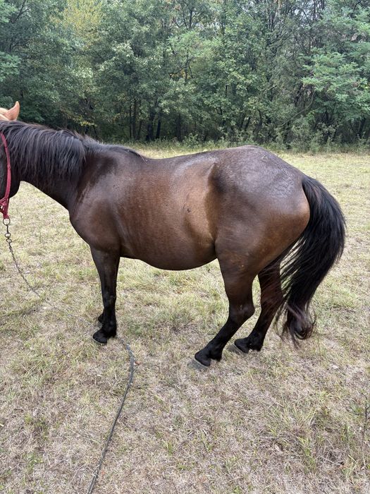 Vand iapă de 10 anii