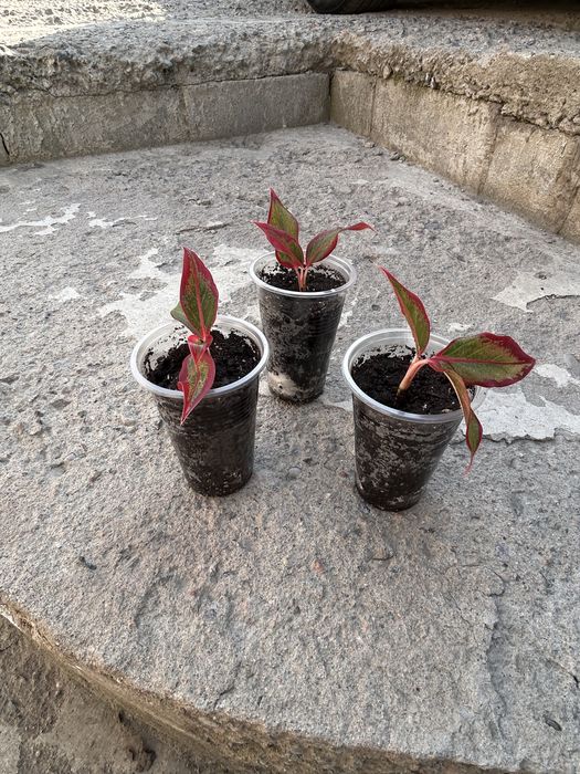 Продам деток аглонемы