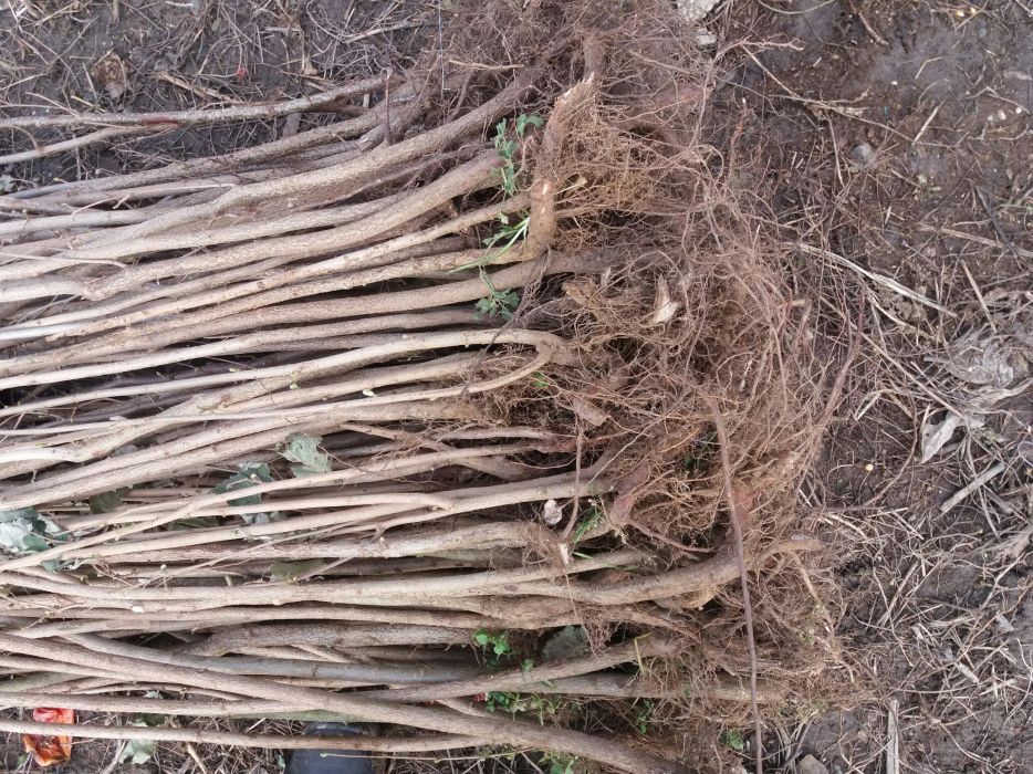 Puieti de alun calitate