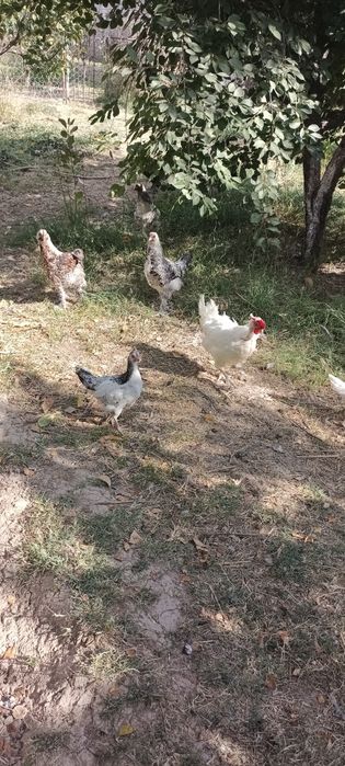 Куры петух цыплят