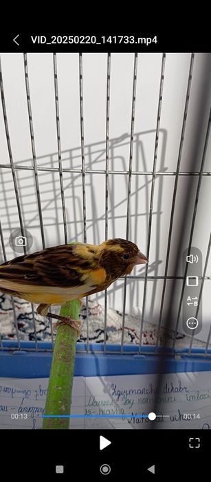 Kanareyka 7 oyli bitta sarigʻi 5 oyli