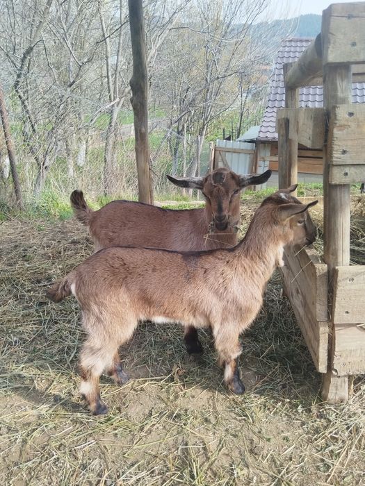 De vânzare iedita alpina franceza