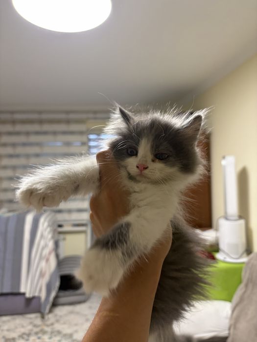 Отдам котят в хорошие руки