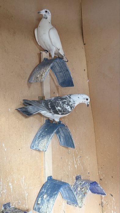 Спортивные голуби