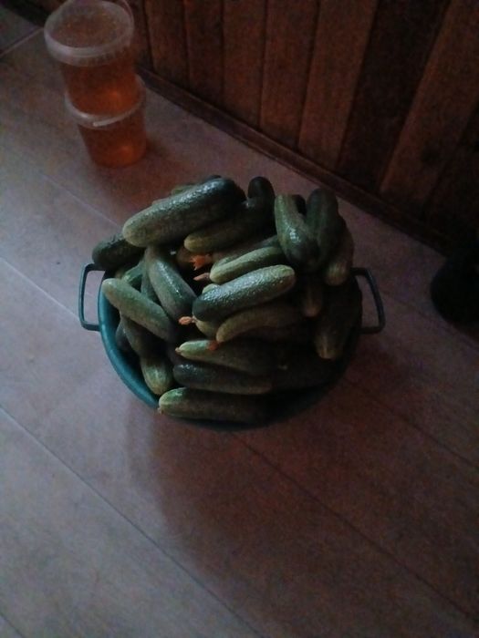 Продам свежие огурцы