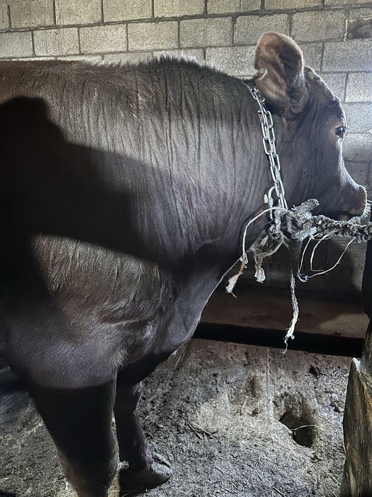 Быки откорм 6 месяцев на откорме