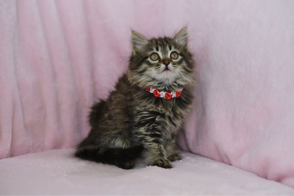 Сибирские котята