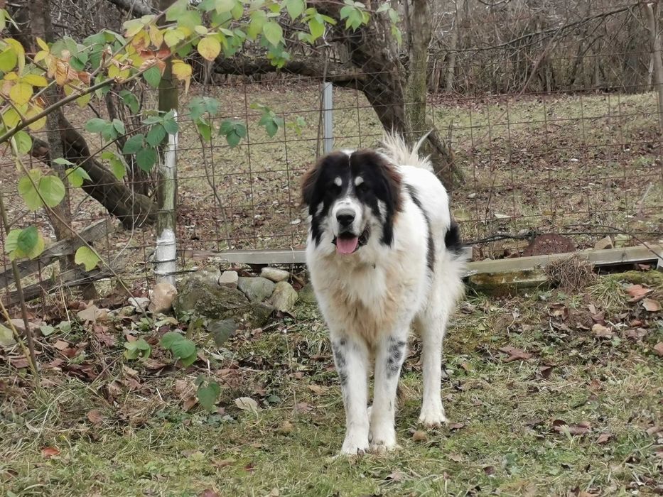 Mascul Ciobanesc de Bucovina Canisa Pomohaci