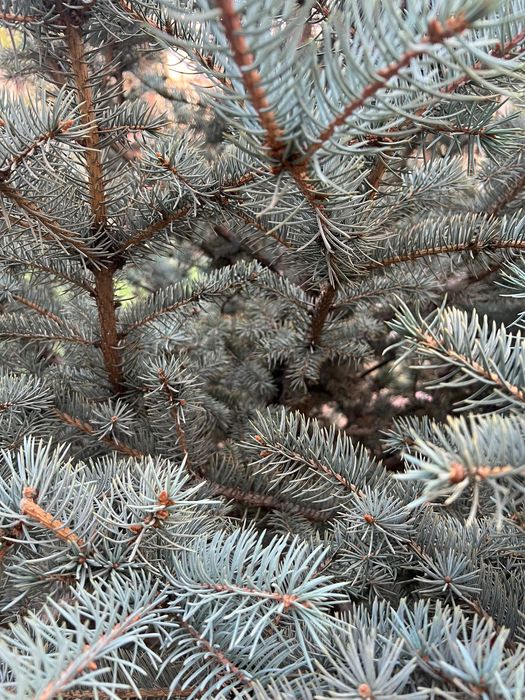 Голубая Ель 15 лет Итальянский