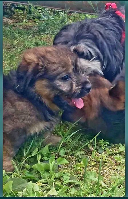 Catelusa metis pentru adoptie