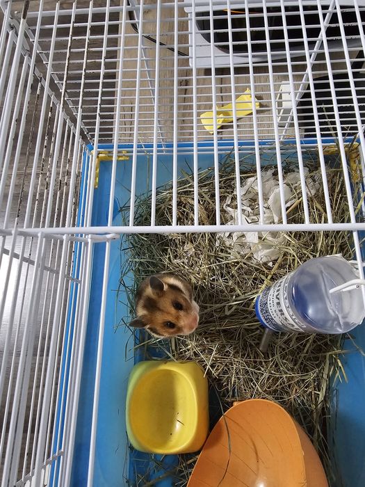 Hamster  femela adult