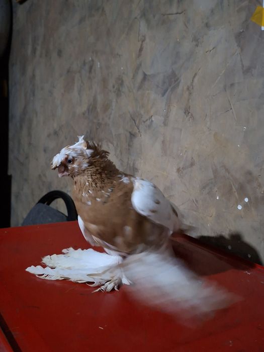 Голуби голуби голуби