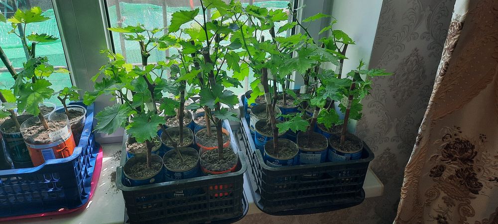 Продам саженцы винограда