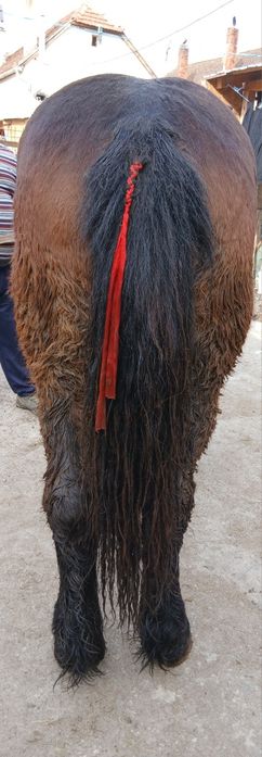 Vând sau schimb mânză murga