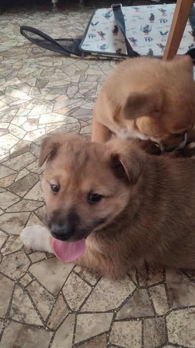 Возьмите щеночков пожалуйста