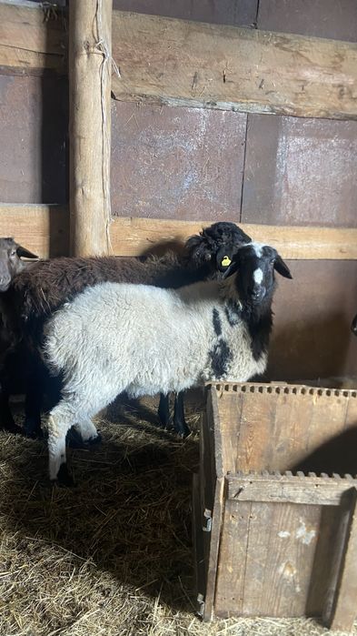 Продам овца (қой) откормленного