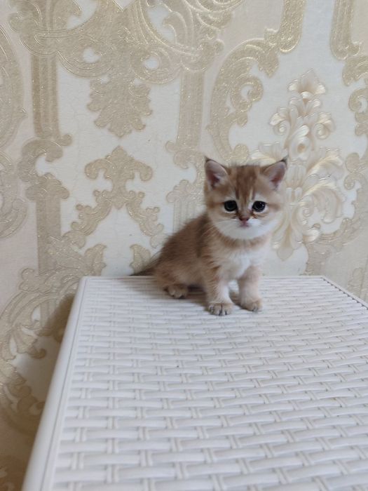 Продаётся шинилла