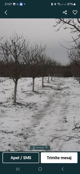 Toaletare pomii arbusti vita de vie  si stropirea acestora