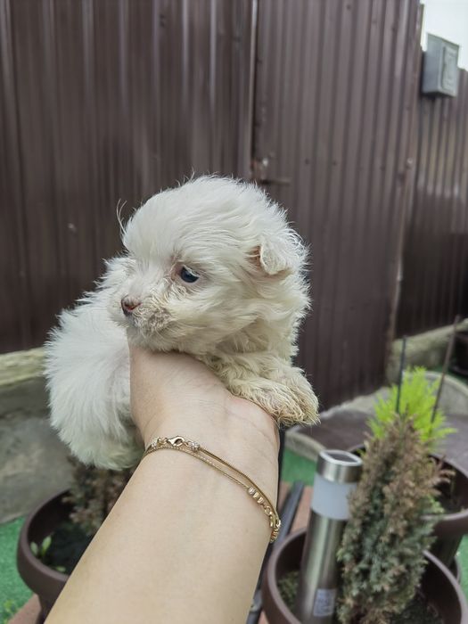 Femela Bichon Maltez