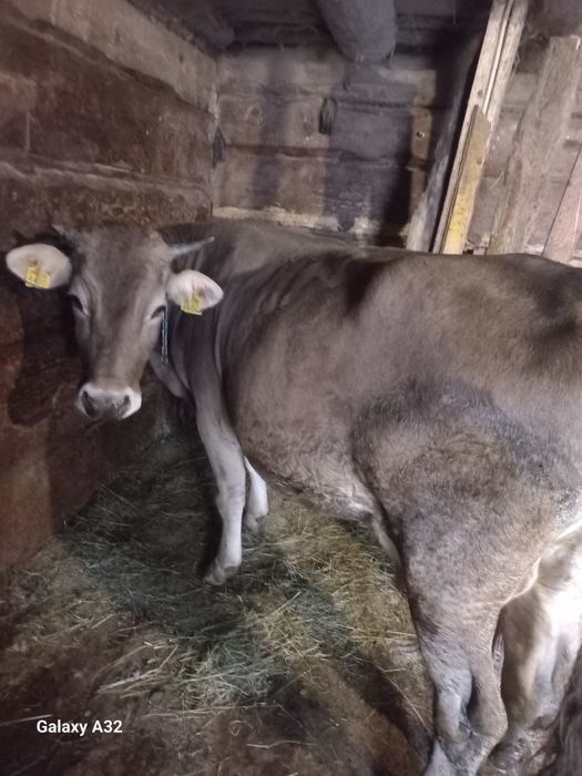 Vand vaccă Brună de Maramures