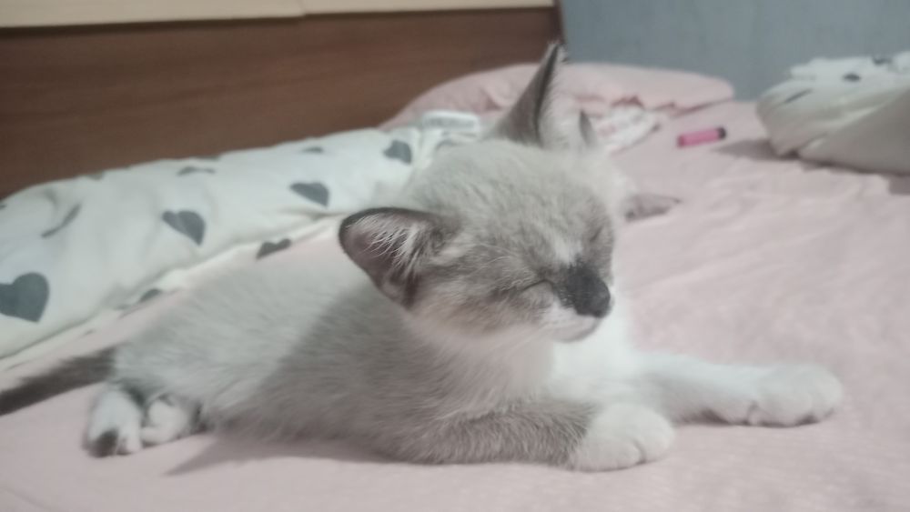 Отдам котят у нас 3