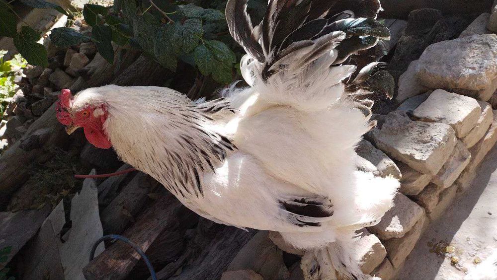 Xuroz va tovuq bramma sotiladi