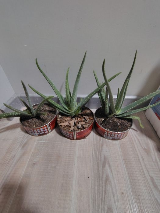 Алое вера молодые