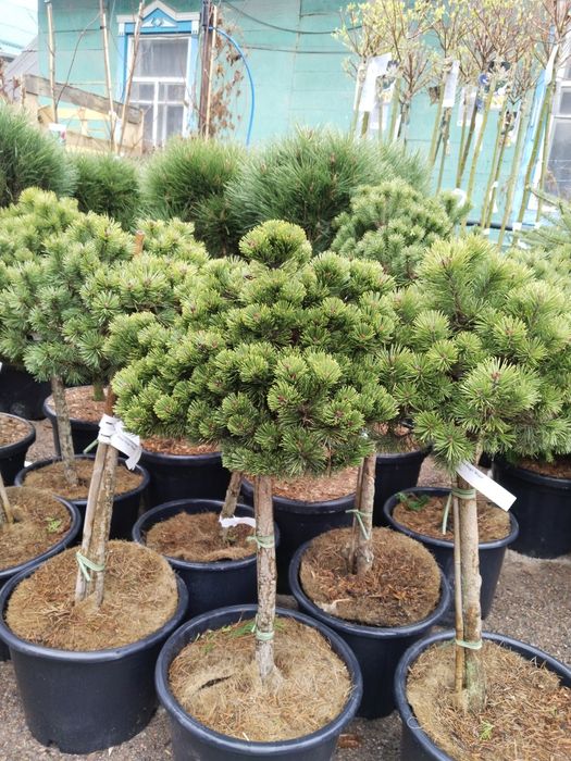 Продам хвойные саженцы
